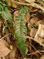 Blechnum parrisiae. Frond bearing adnate pinnae distally, and stalked pinnae in proximal ⅓ of lamina.
 Image: L.R. Perrie © Leon Perrie CC BY-NC 3.0 NZ